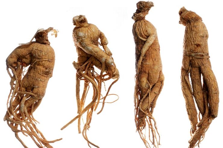 Ginseng roots enlarge the penis