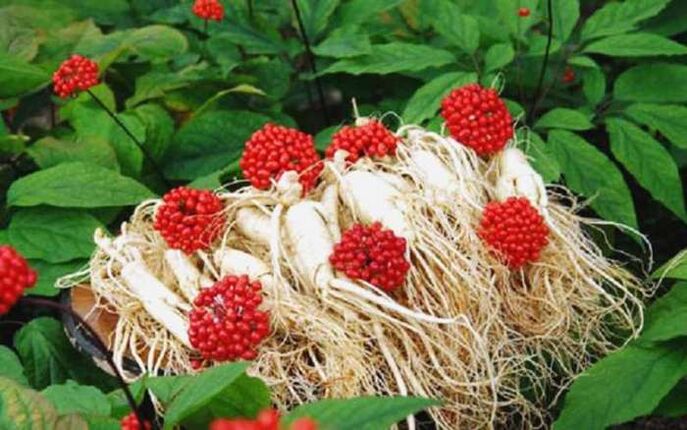 You can increase penis volume with ginseng collection