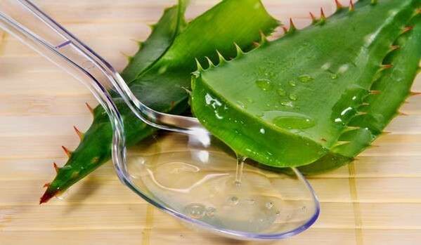 Aloe vera helps in penis growth